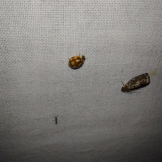 Adalia decempunctata - tízpettyes katica