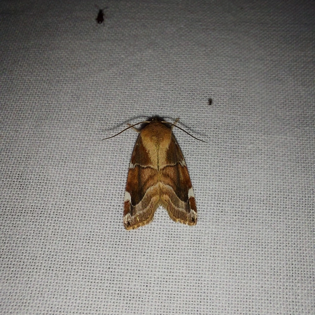Cosmia diffinis - szilfa-lombbagoly