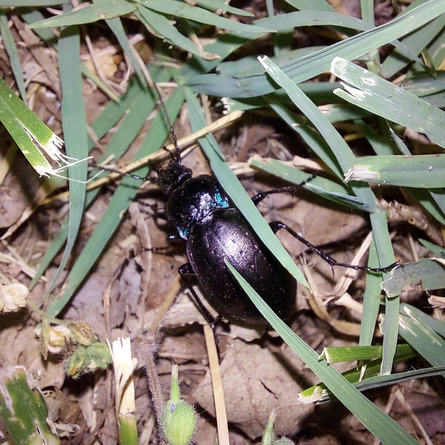 Carabus nemoralis - ligeti futrinka