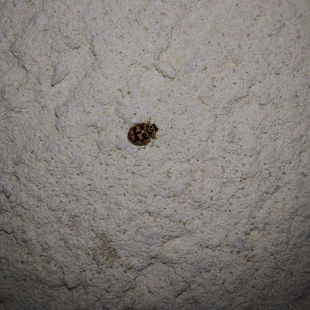 Oenopia conglobata - rózsás katica