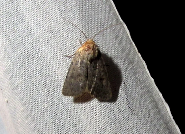Hoplodrina respersa - bogáncs-selymesbagoly