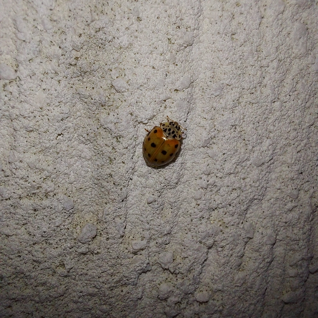 Harmonia quadripunctata - négypettyes katica