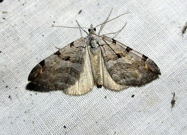 Aplocera efformata/plagiata