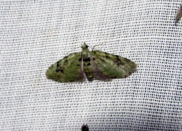 Chloroclystis v-ata - zöldes törpearaszoló