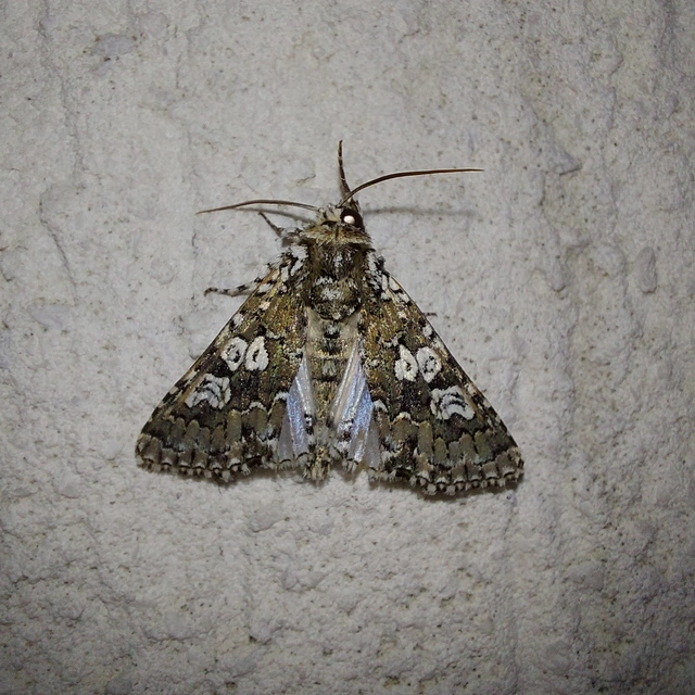 Lamprosticta culta - hármasfoltú bagoly