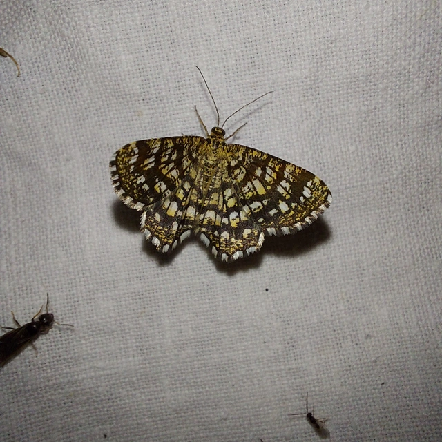 Chiasmia clathrata - rácsos rétiaraszoló
