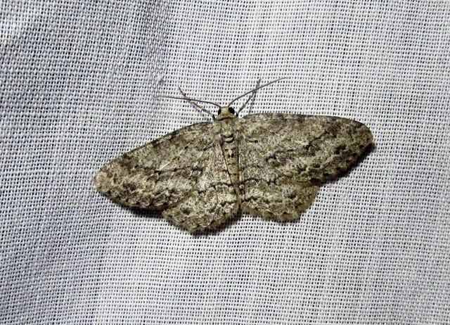 Ectropis crepuscularia - avararaszoló