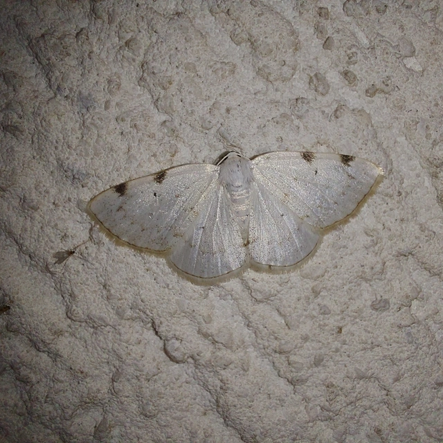 Lomographa bimaculata - kétpontos fehéraraszoló