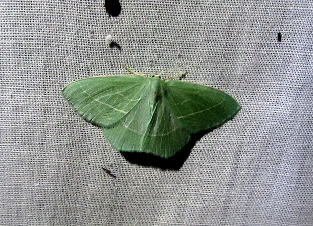 Hemistola chrysoprasaria - kékes zöldaraszoló