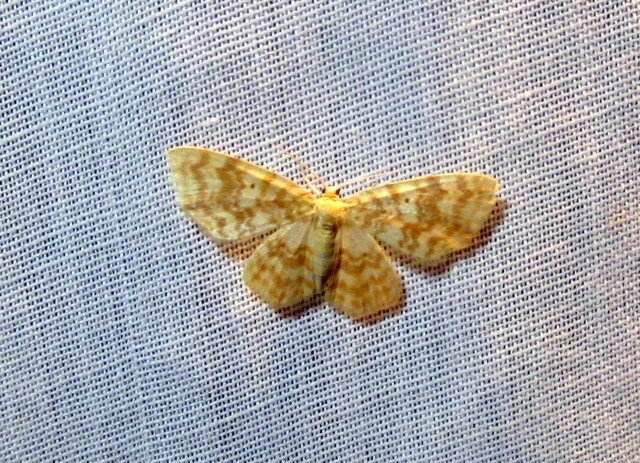 Hydrelia flammeolaria - narancssárga araszoló