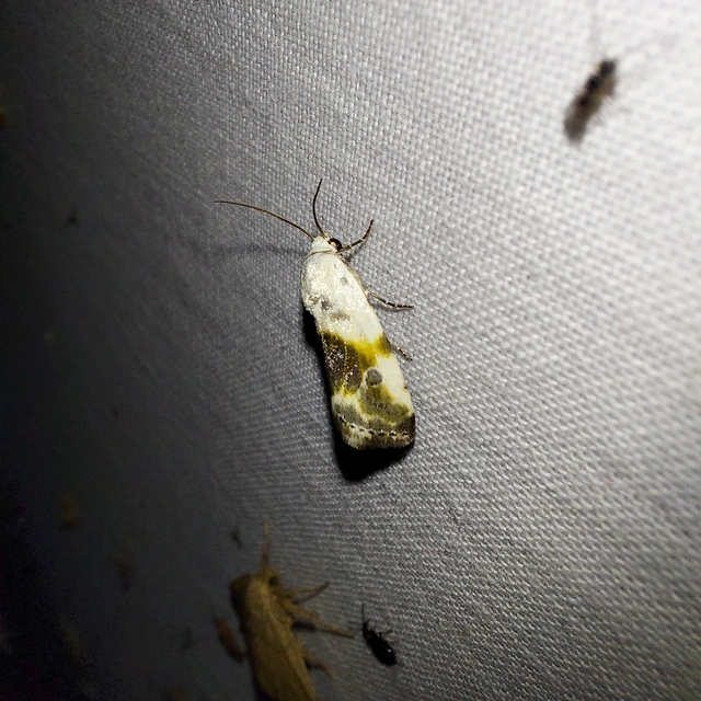 Ponometia candefacta - parlagfűbagoly