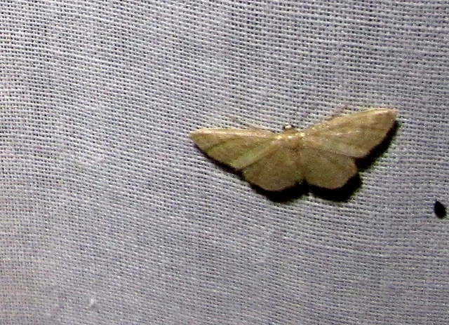 Idaea dilutaria - napvirág-apróaraszoló