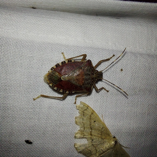 Halyomorpha halys - ázsiai márványospoloska