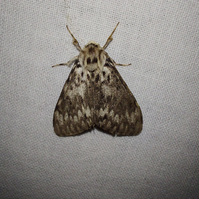 Lymantria monacha - apácalepke