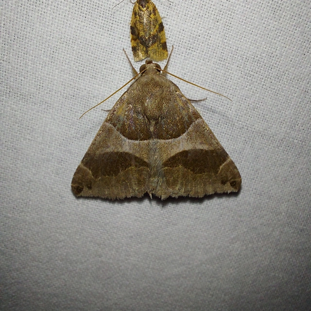 Dysgonia algira - déli porcelánbagoly