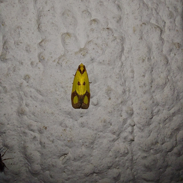 Agapeta zoegana - barnacsíkos sárgamoly