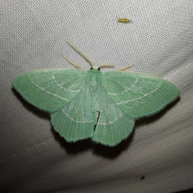 Hemistola chrysoprasaria - kékes zöldaraszoló