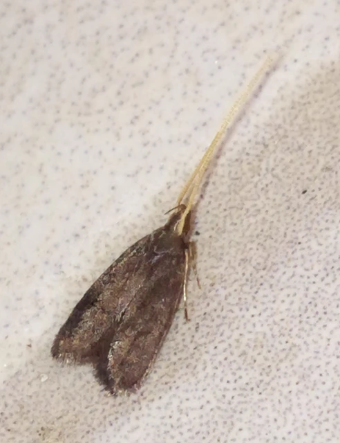 Lecithoceridae - hindumolyfélék