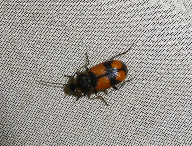 Panagaeus cruxmajor - nagy keresztesfutó