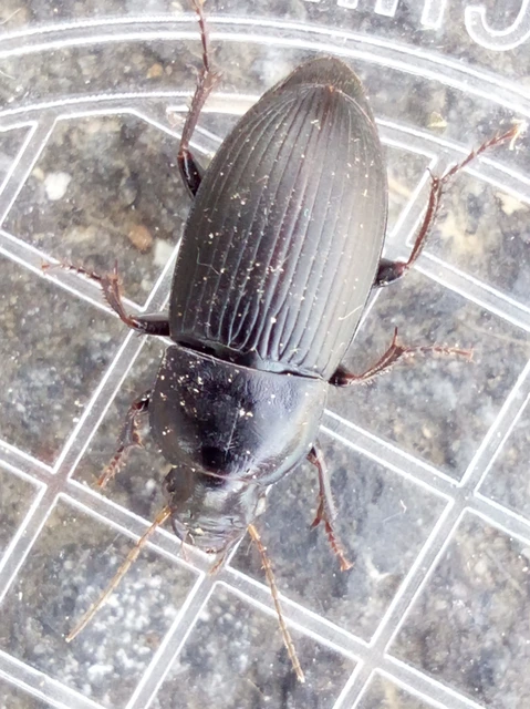 Harpalus caspius - keleti lomhafutó
