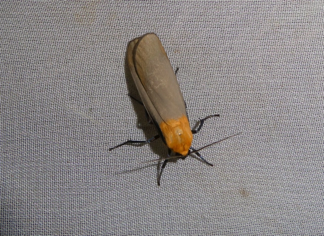Lithosia quadra - négypettyes zuzmószövő