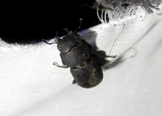 Dorcus parallelipipedus - kis szarvasbogár