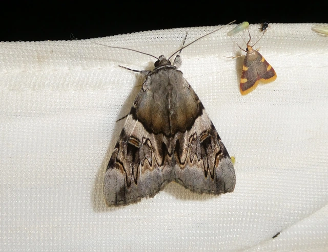 Catocala fulminea - galagonya-övesbagoly