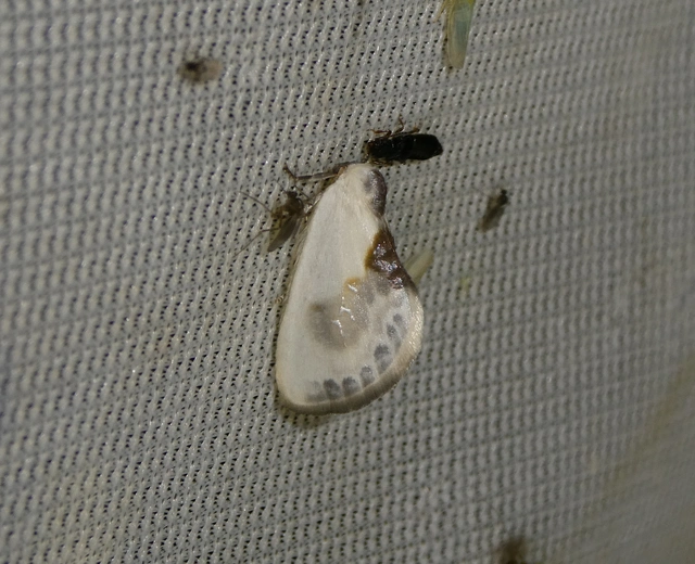Cilix glaucata - törpe sarlósszövő