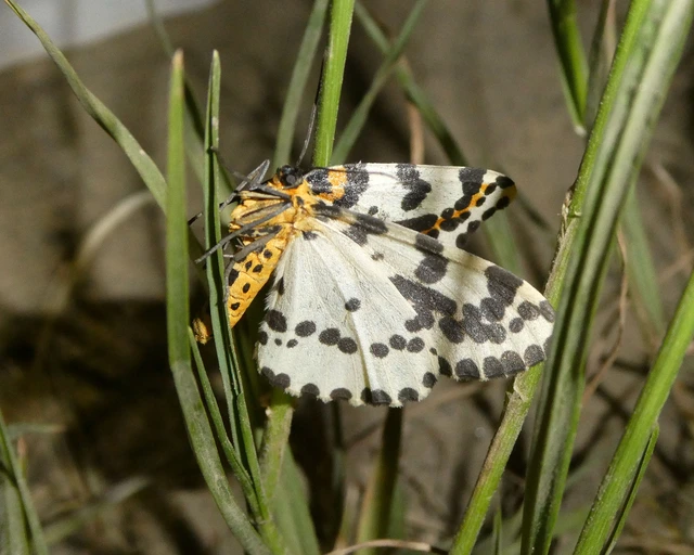 Abraxas grossulariata - köszméte-araszoló