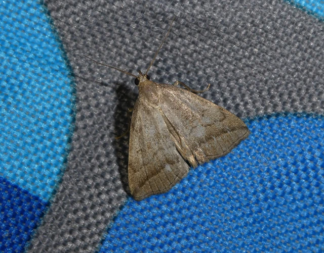 Herminia tenuialis - feketevonalas karcsúbagoly