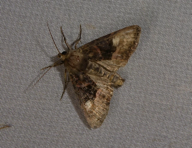 Euplexia lucipara - szeder-csipkésbagoly