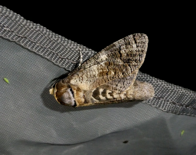 Cossus cossus - fűzfarontólepke