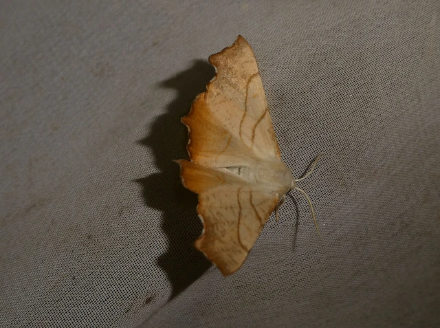 Ennomos fuscantaria - kőris-levélaraszoló