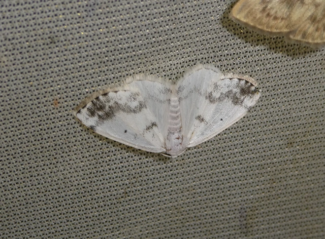 Lomographa temerata - foltos fehéraraszoló