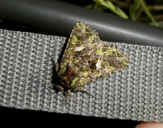 Trachea atriplicis - nyári zöldbagoly