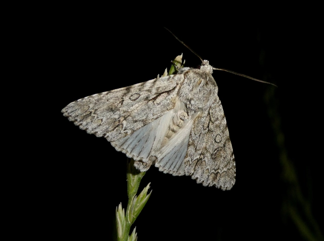 Acronicta aceris - vadgesztenye-szigonyosbagoly