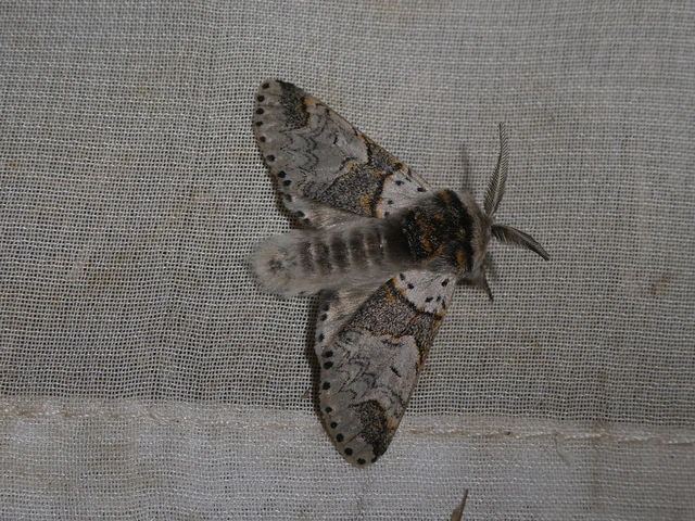 Furcula furcula - szürke púposszövő
