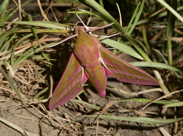 Deilephila elpenor - szőlőszender