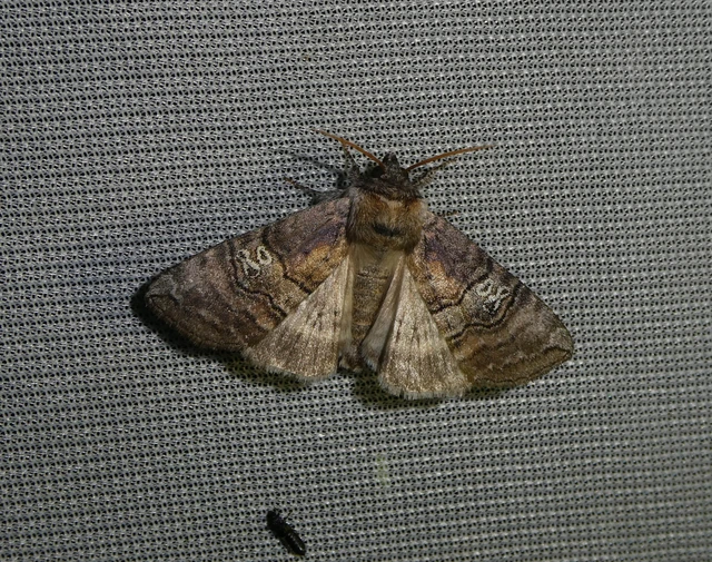Tethea ocularis - pápaszemes pihésszövő