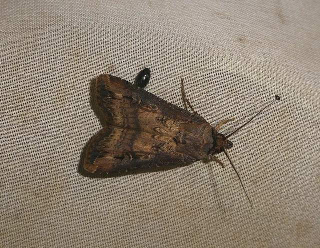 Agrotis ipsilon - nagy földibagoly