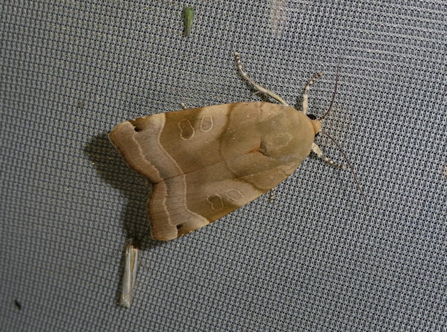 Noctua fimbriata - szélessávú sárgafűbagoly