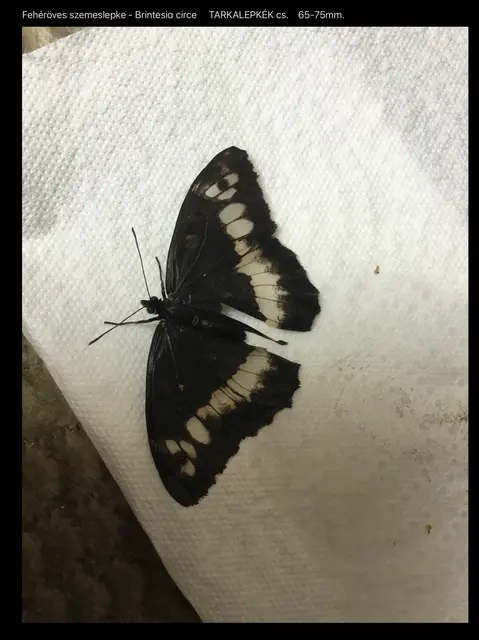 Brintesia circe - fehéröves szemeslepke