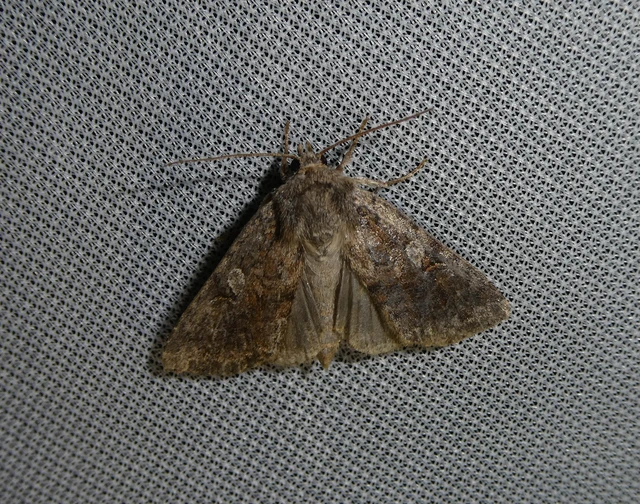 Apterogenum ypsillon - ipszilon-erdeibagoly