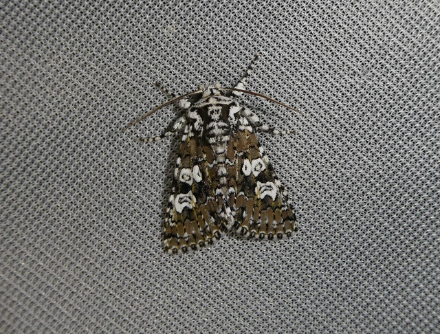 Lamprosticta culta - hármasfoltú bagoly