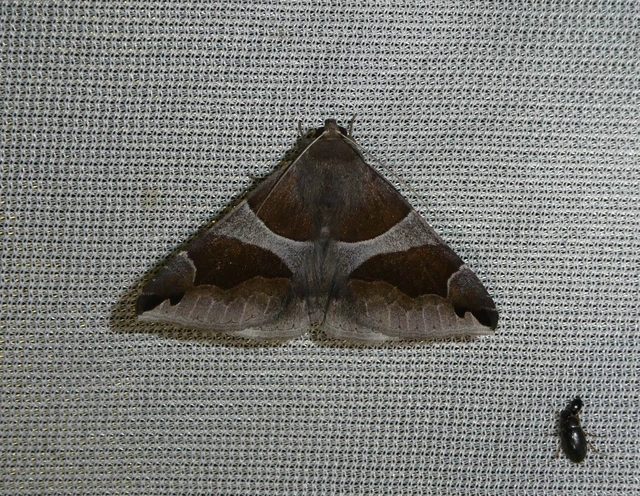 Dysgonia algira - déli porcelánbagoly