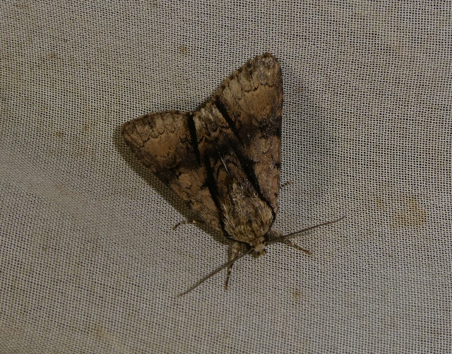 Acronicta alni - éger-szigonyosbagoly