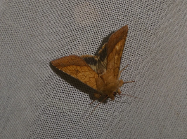 Pyrrhia umbra - iglicebagoly