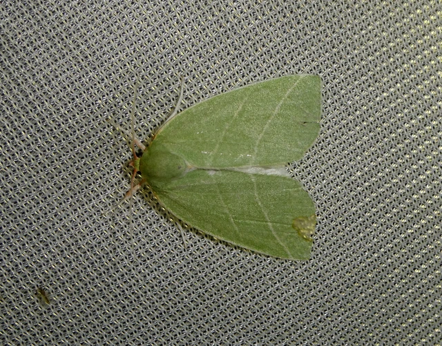 Bena bicolorana - tölgyfa-zöldbagoly