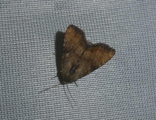 Loscopia scolopacina - csinos dudvabagoly