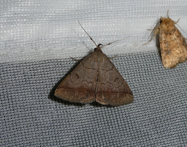 Zanclognatha lunalis - pelyheslábú karcsúbagoly